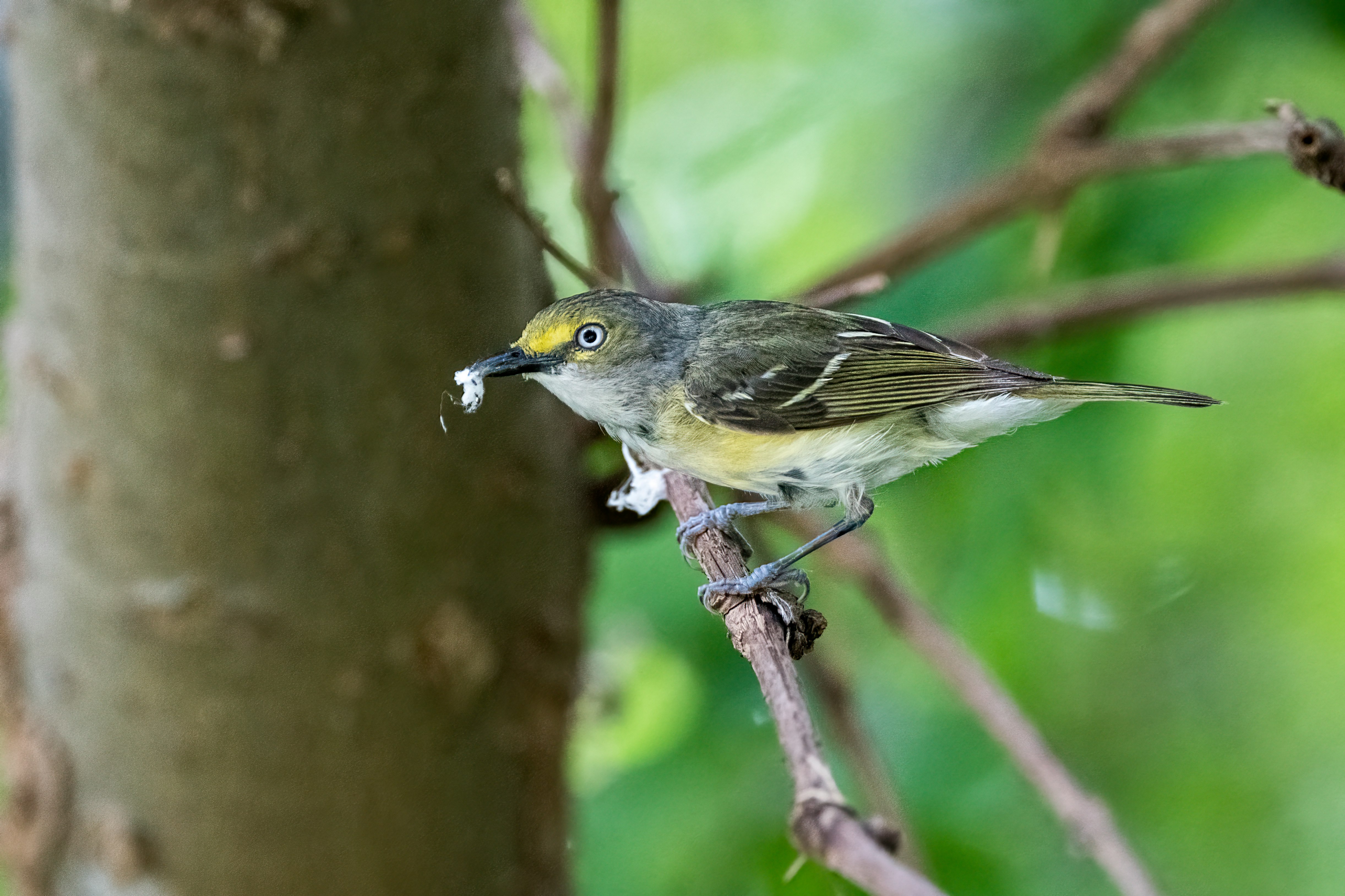 yellow and gray bird on brown tree branch